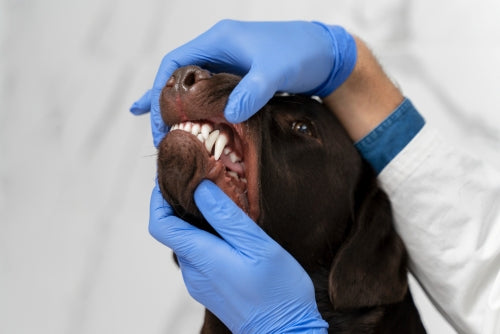 Dental & Fresh Breath
