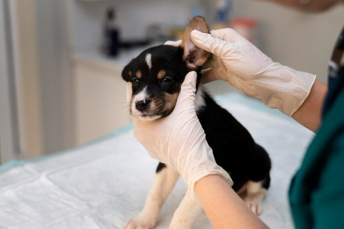 Ear Cleaning & Care
