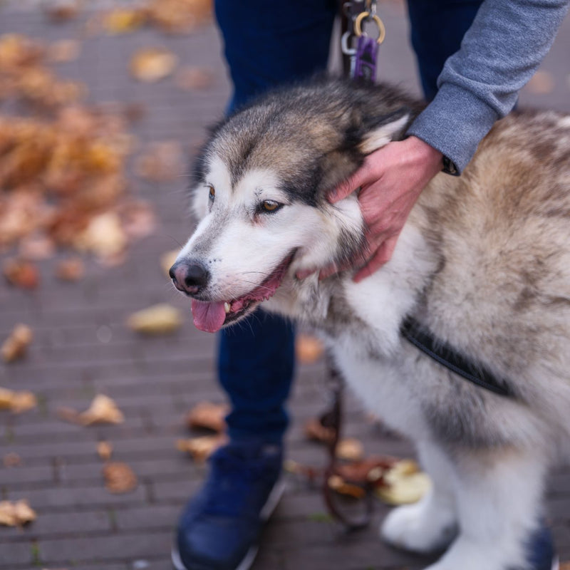 Person walking a husky dog on a leash with autumn leaves on the ground